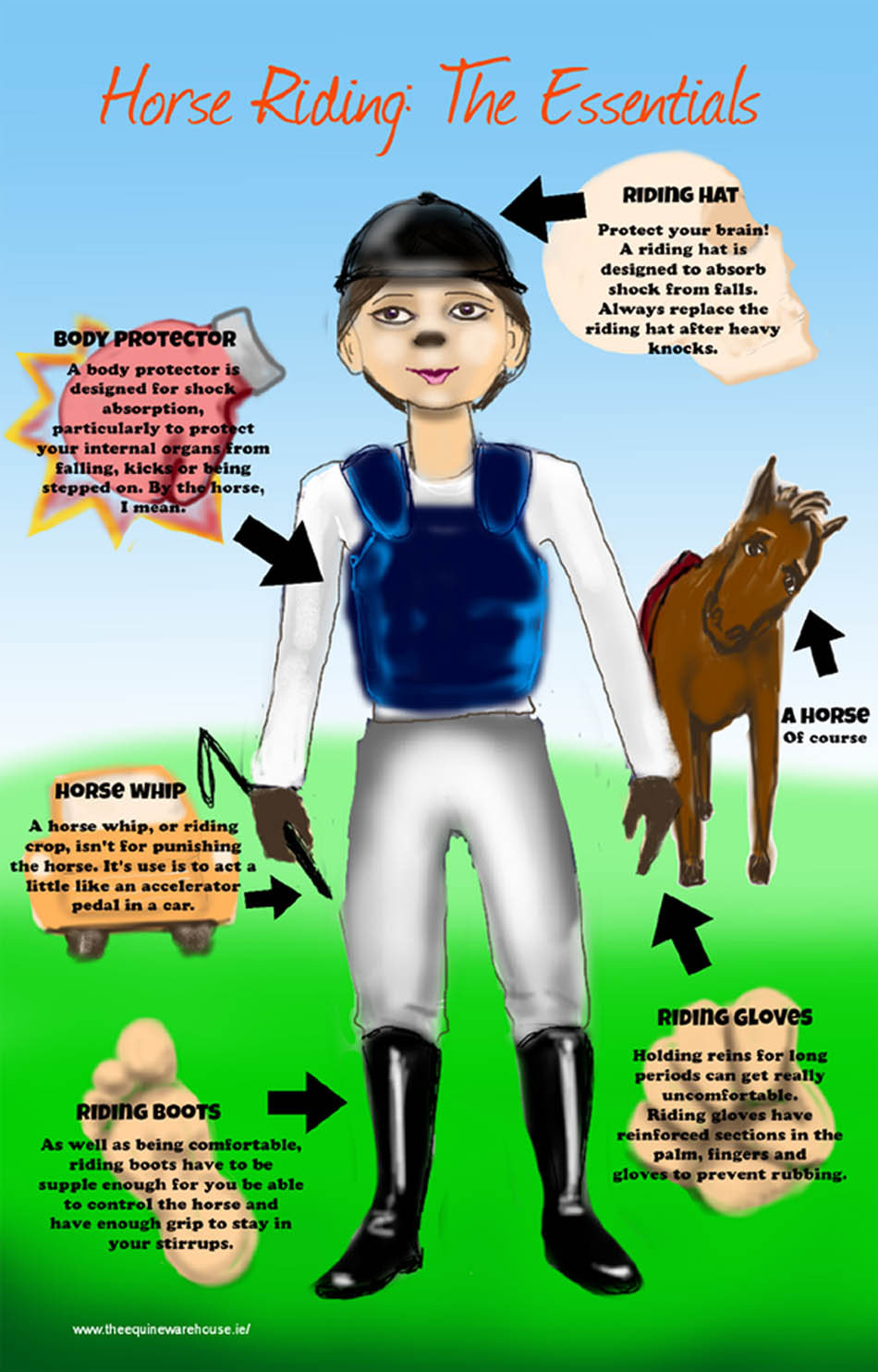 Anatomy of a Horse Rider